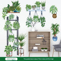Plant Kingdom