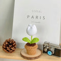 B Style White Tulip Potted Plant